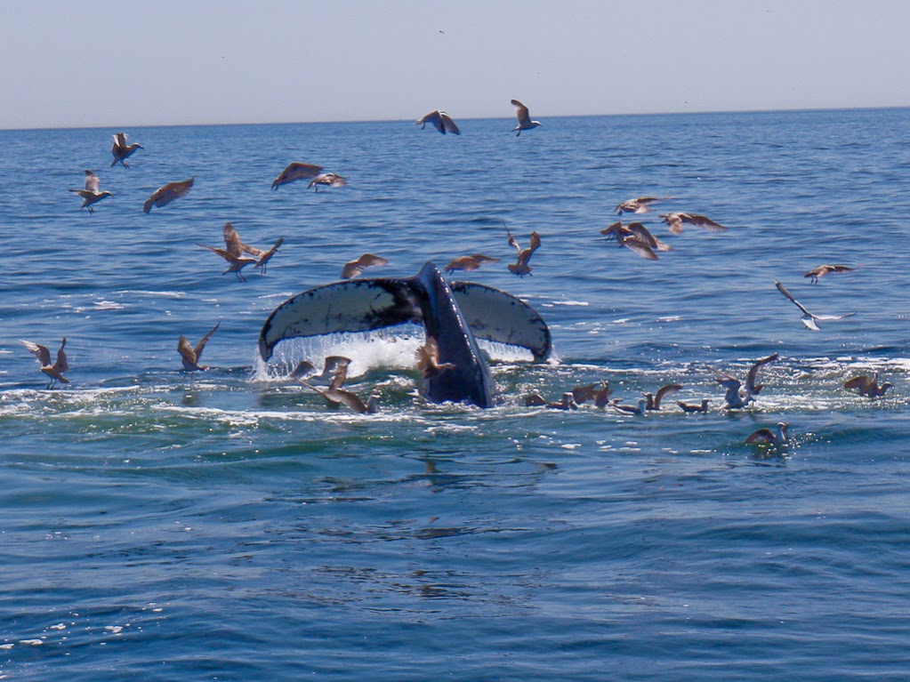 Whale watch near Boston, MA 2008